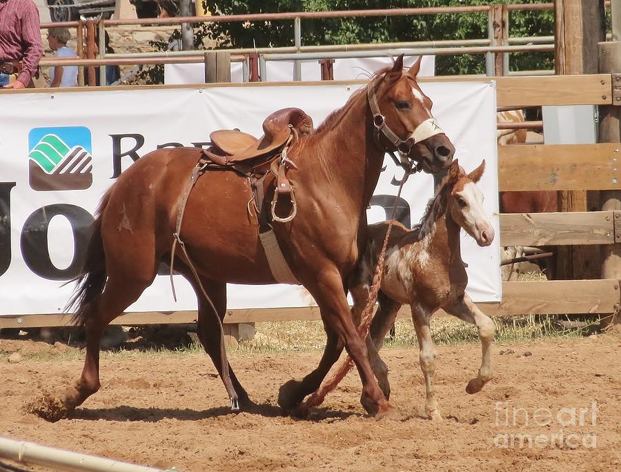 Future bucking stock Photograph by Cindy Daly - Fine Art America