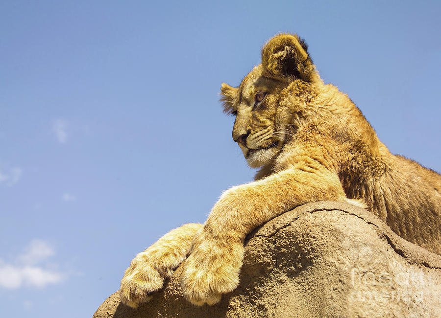 Lion Photograph - Future King by Diane Diederich