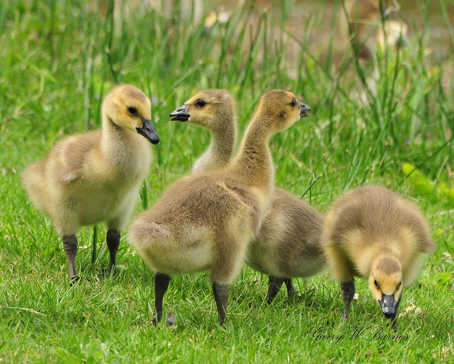 Fuzzy and cute Photograph by Garry Barnes - Fine Art America