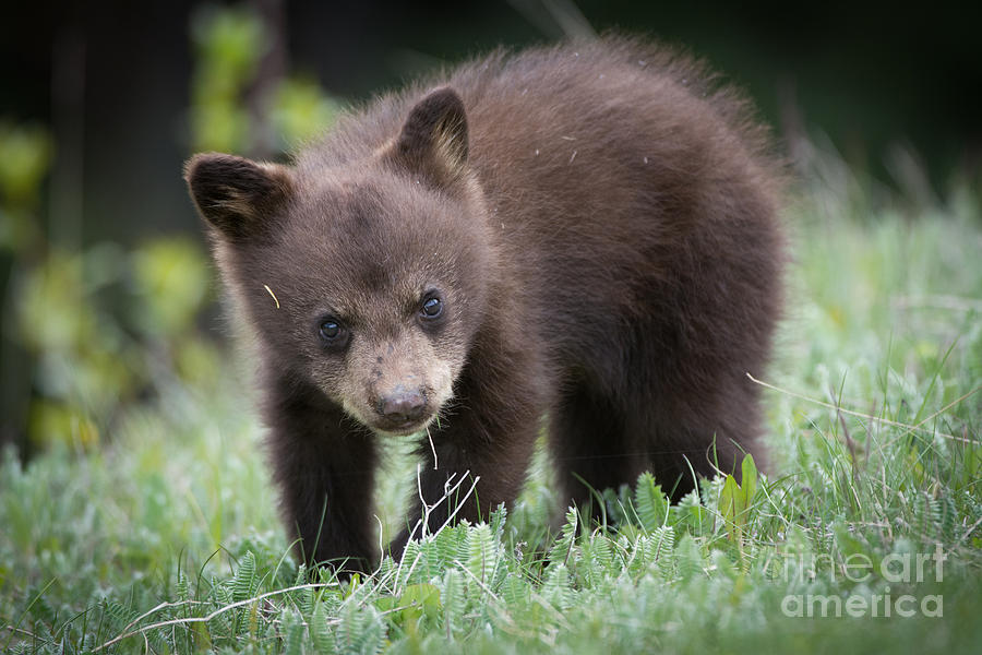 fuzzy mini bears