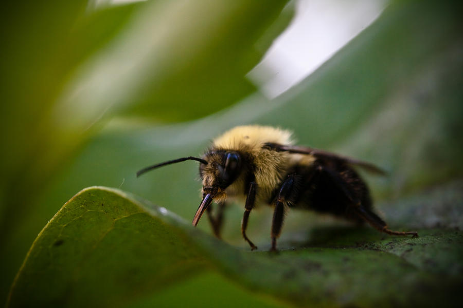 Nature Photograph - Fuzzy Bee by Shane Holsclaw