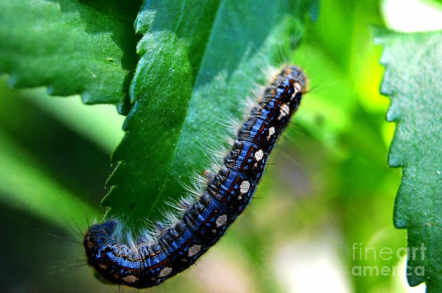 Fuzzy Blue Caterpillar  II Photograph by Peggy Franz