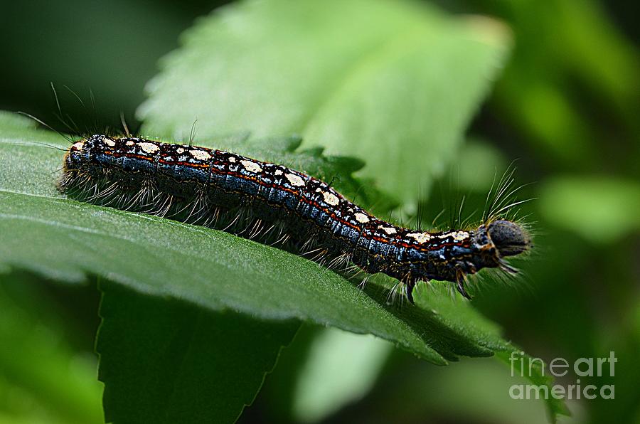 Fuzzy Blue Speck Caterpillar Photograph by Peggy Franz