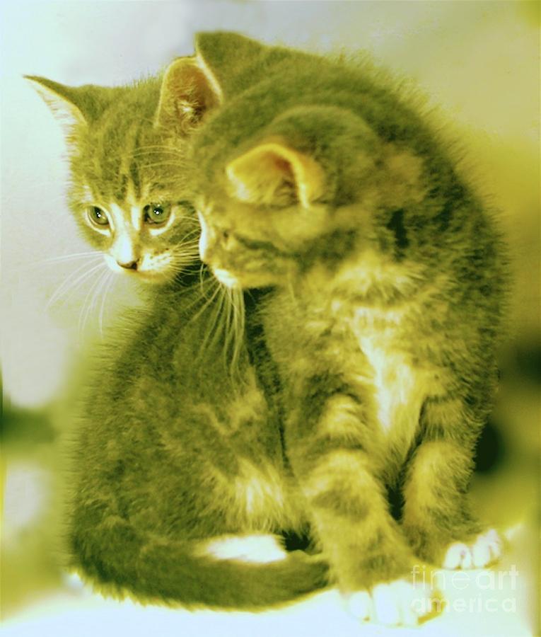 Cat Photograph - Fuzzy Brothers by Linda Simon
