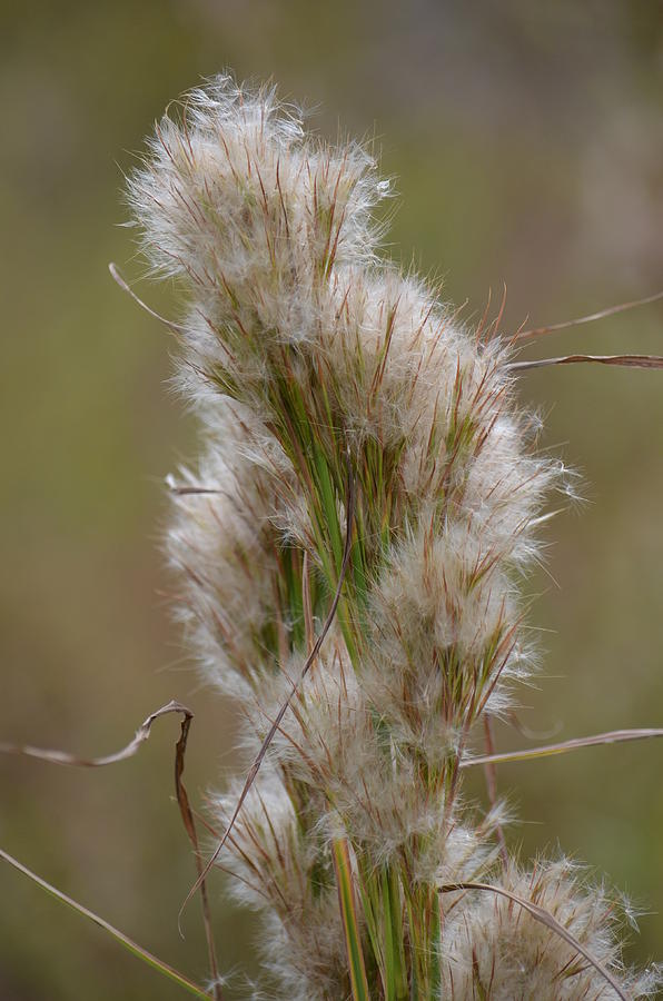 Fuzzy by Nature Photograph by Maria Urso - Fine Art America