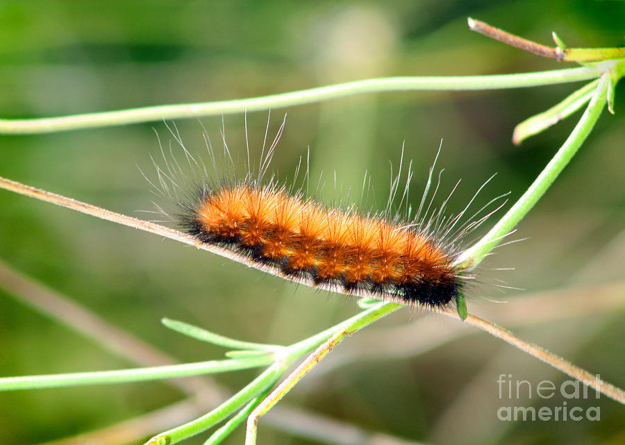 Fuzzy Caterpillar  #2 Photograph by Karen Adams