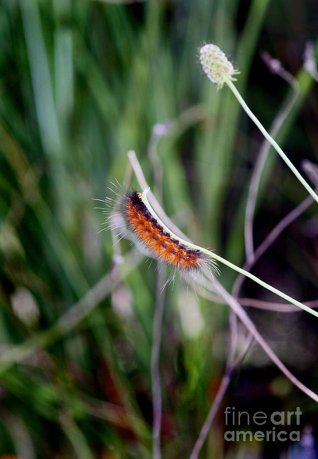 Fuzzy Caterpillar Photograph by Karen Adams