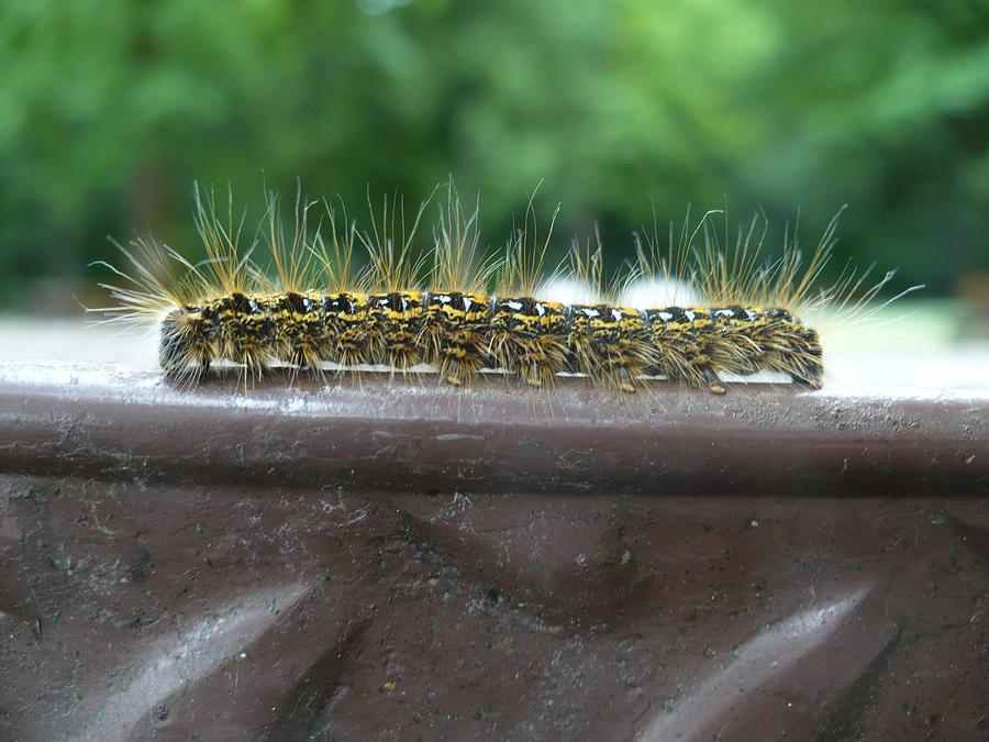Insects Photograph - Fuzzy Caterpillar  by Nicki Bennett
