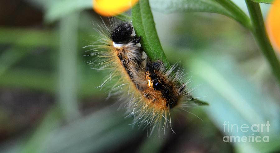 Fuzzy Caterpillar Photograph by Peggy Franz
