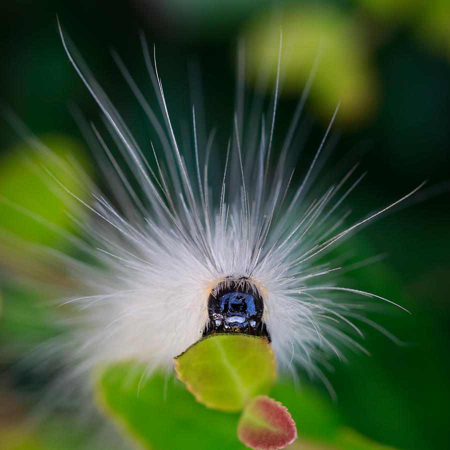 Fuzzy Caterpillar Photograph by Steve Stephenson