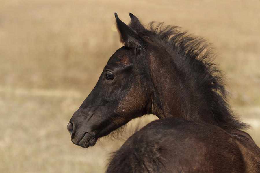 Fuzzy Colt Photograph by Wes and Dotty Weber