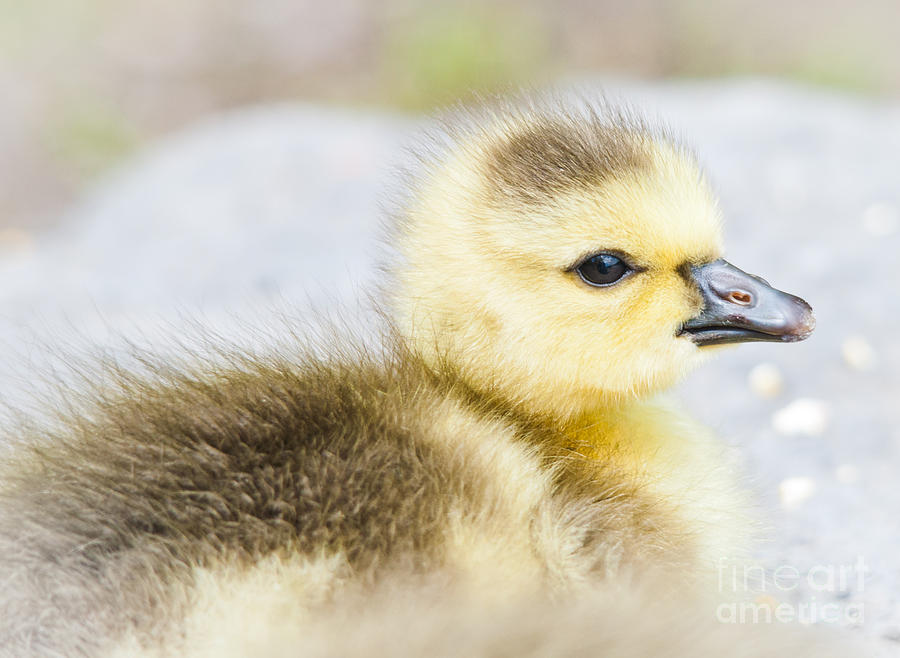 Goose Photograph - Fuzzy Cuteness by Cheryl Baxter