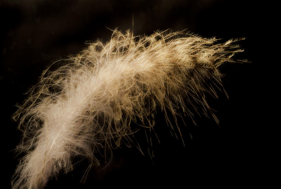 Owl Photograph - Fuzzy Feather by Jean Noren