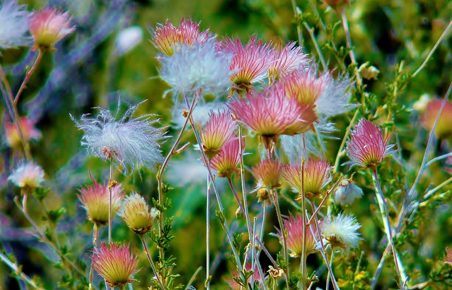 Fuzzy Flowers Photograph by Randall Ross Fine Art America