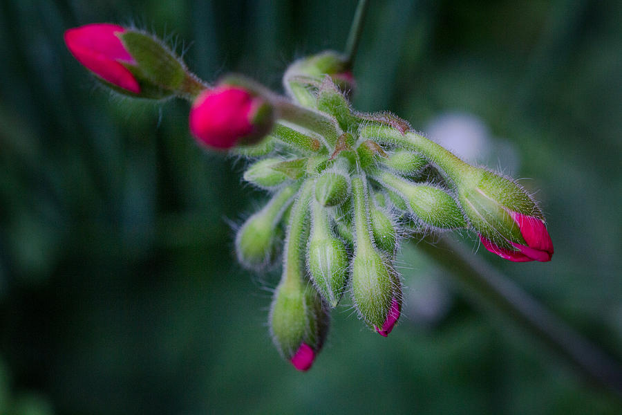 Fuzzy Geranium Buds Photograph by Renette Coachman