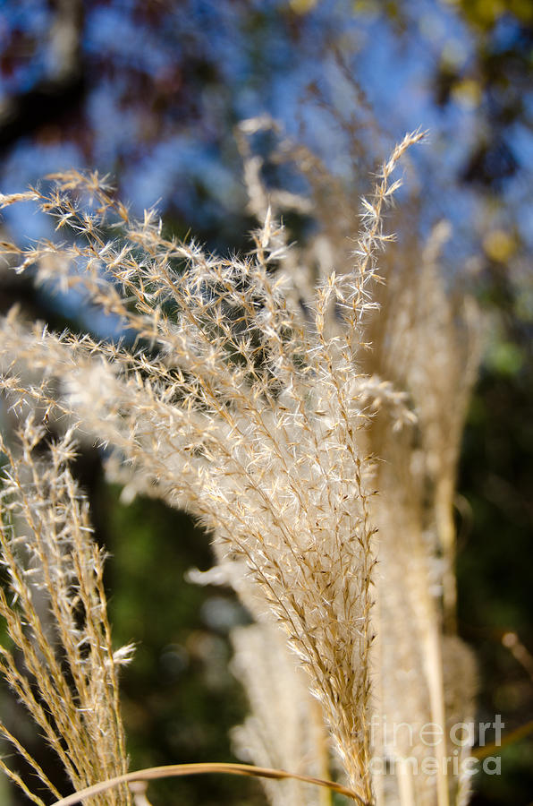 Fuzzy Grass 1 Photograph by Cassie Marie Photography