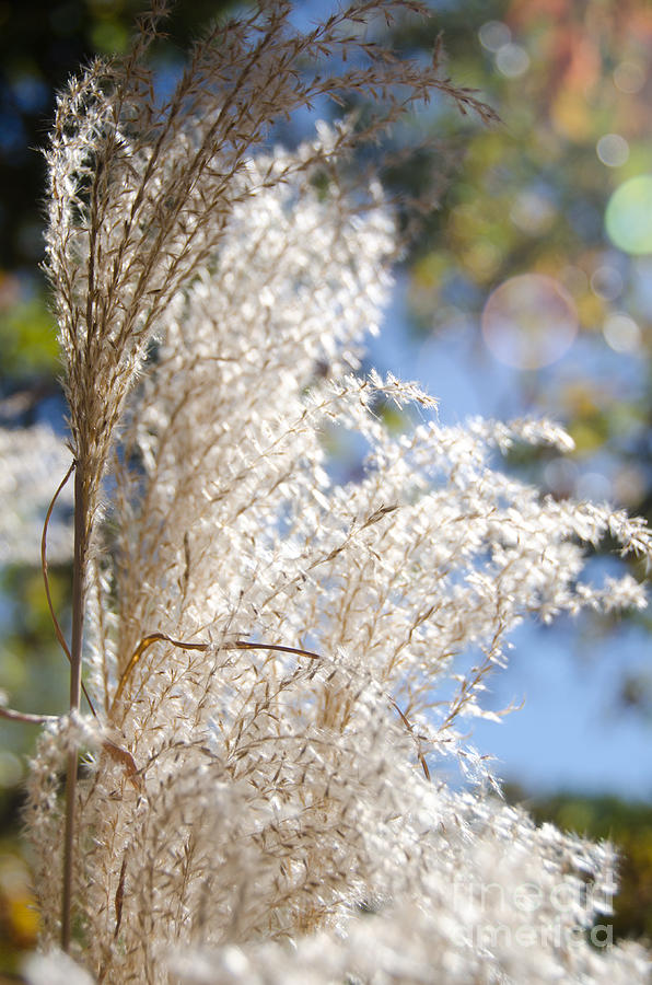 Fuzzy Grass 2 Photograph by Cassie Marie Photography