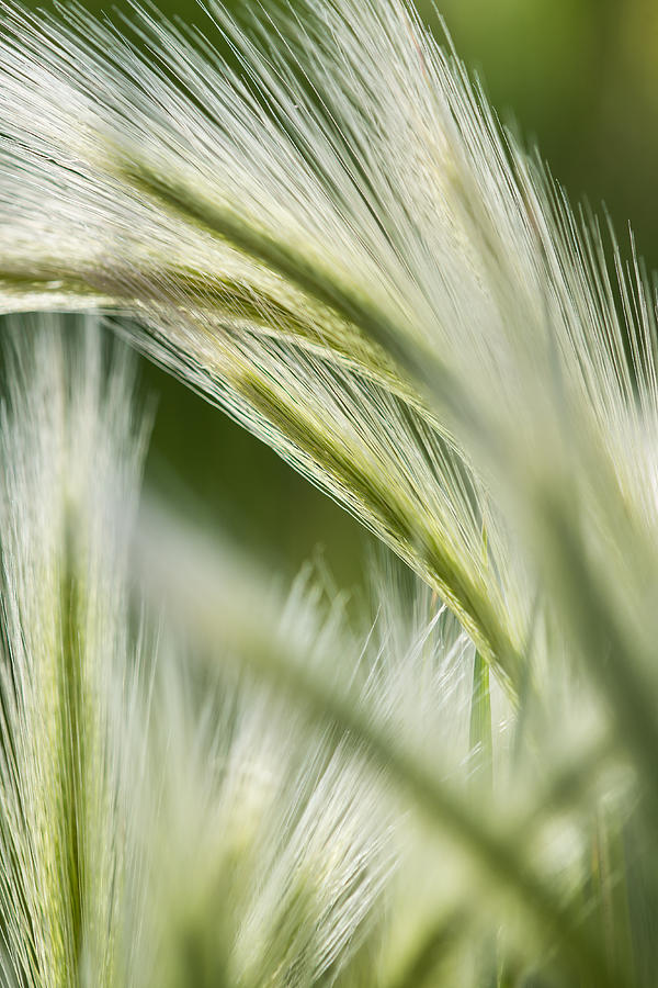 Fuzzy Grass 2 Photograph by Jason Carncross - Fine Art America