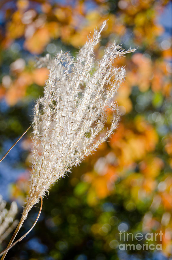 Fuzzy Grass 4 Photograph by Cassie Marie Photography
