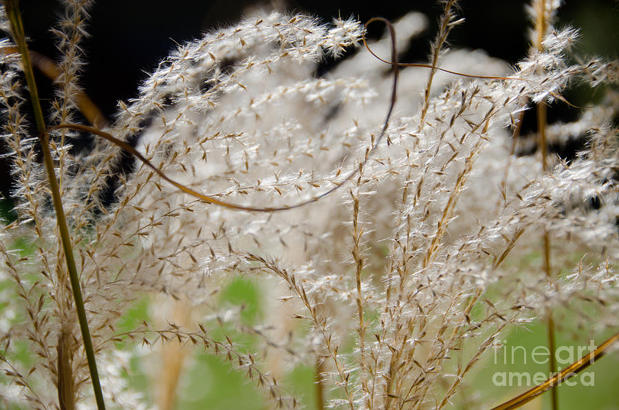 Fuzzy Grass 5 Photograph by Cassie Marie Photography