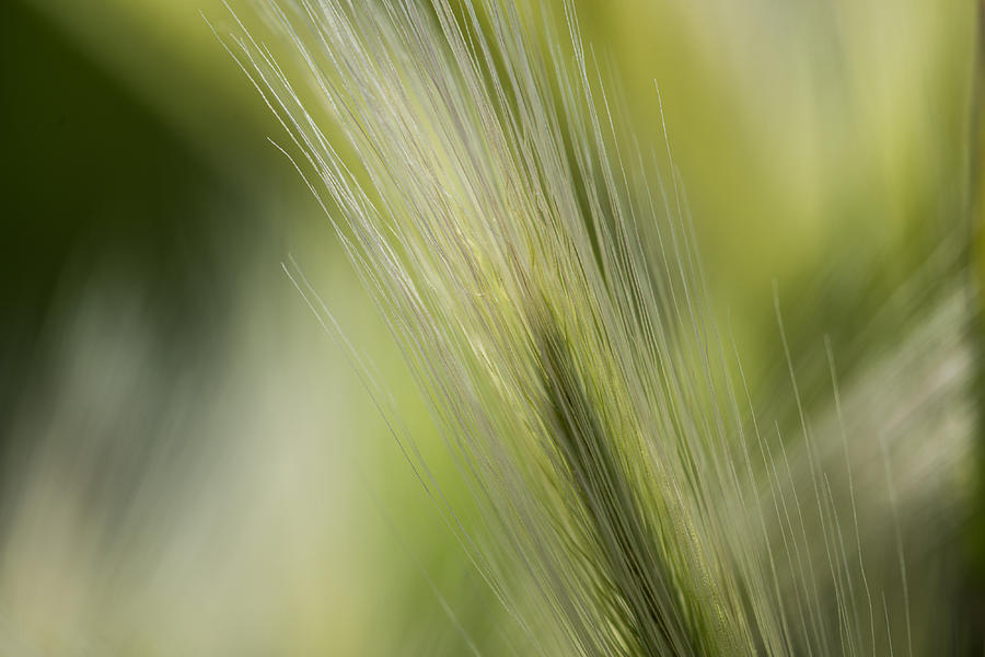 Fuzzy Grass Photograph by Jason Carncross