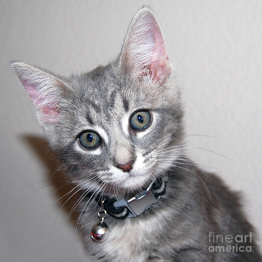 Fuzzy Gray Kitten Photograph by Debra Thompson