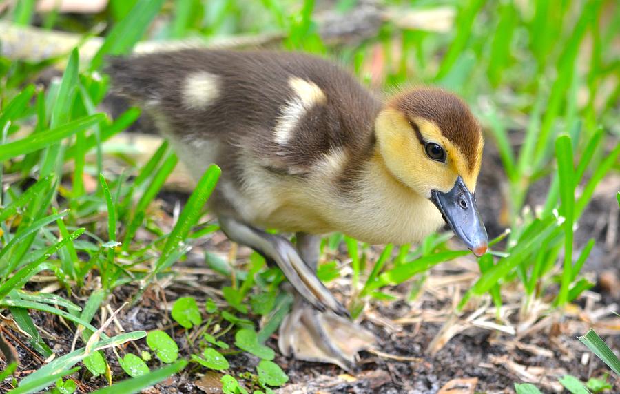 Fuzzy Little Duckling Photograph by Richard Bryce and Family