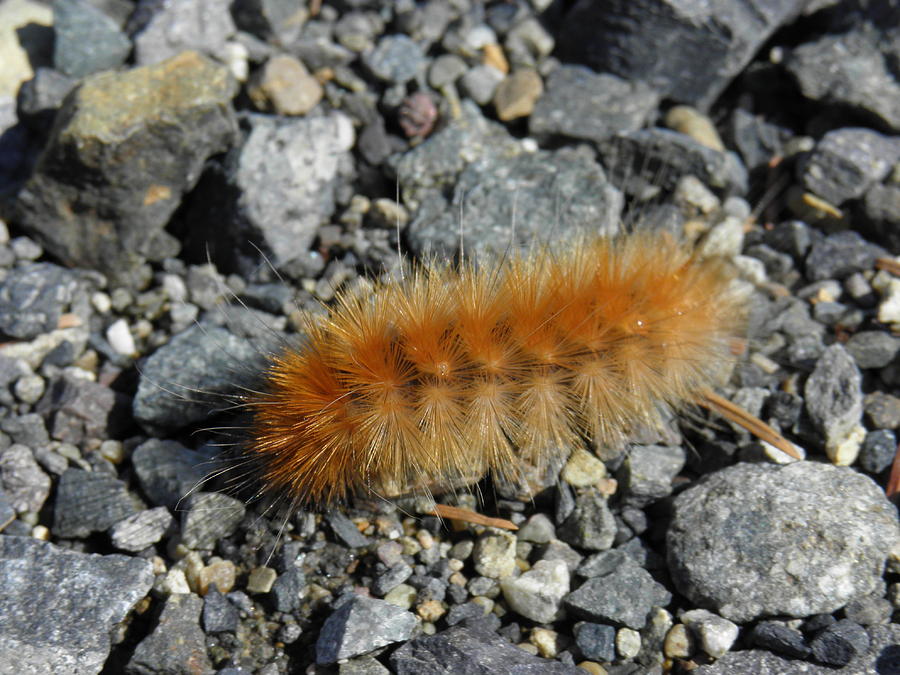 Fuzzy Orange Caterpillar Photograph By Charles Vana   Fuzzy Orange Caterpillar Charles Vana 