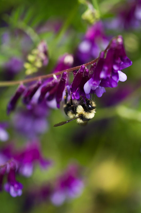 Nature Photograph - Fuzzy Pollinator  by Priya Ghose