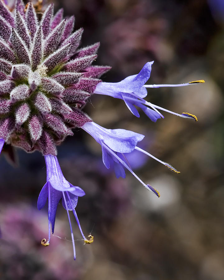 Macro Flowers Photograph - Fuzzy Purple Detail 2 by Kelley King