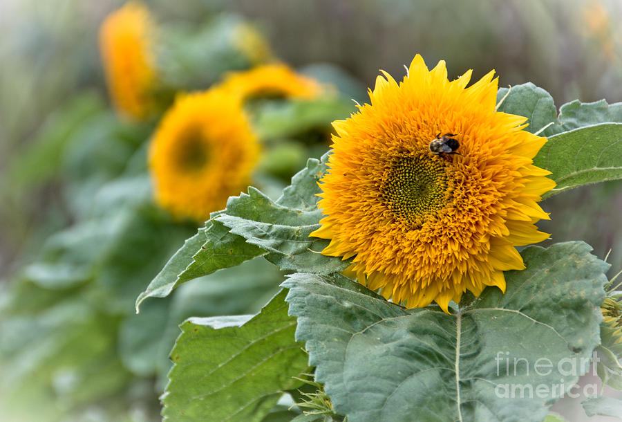 Fuzzy Sunflowers Photograph by Cheryl Baxter