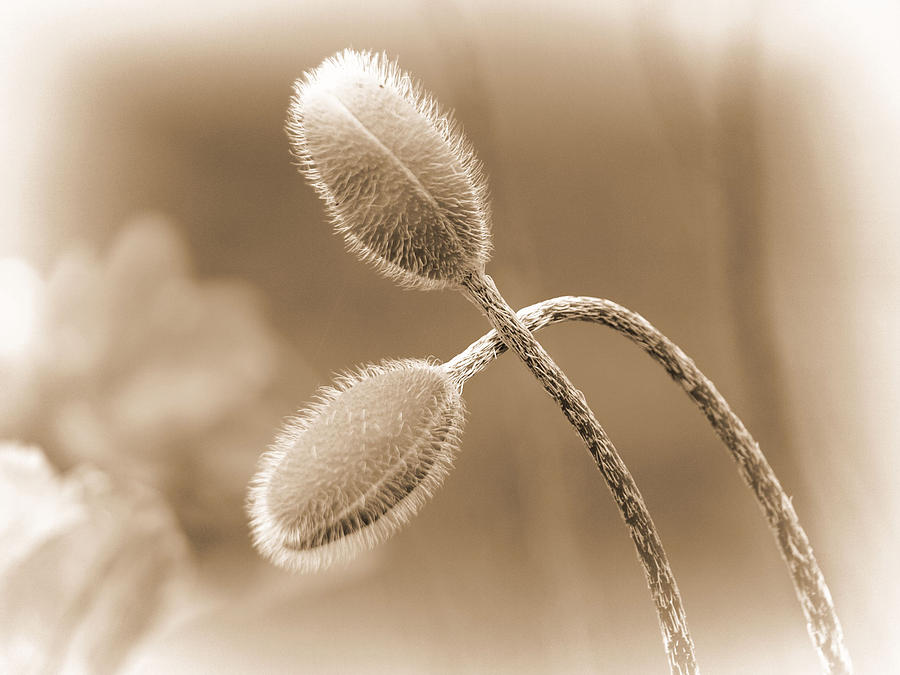 Flower Photograph - Fuzzy... by Tom Druin