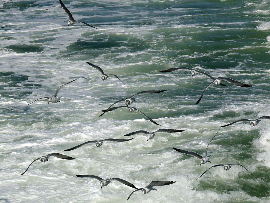 Fying Gulls Photograph