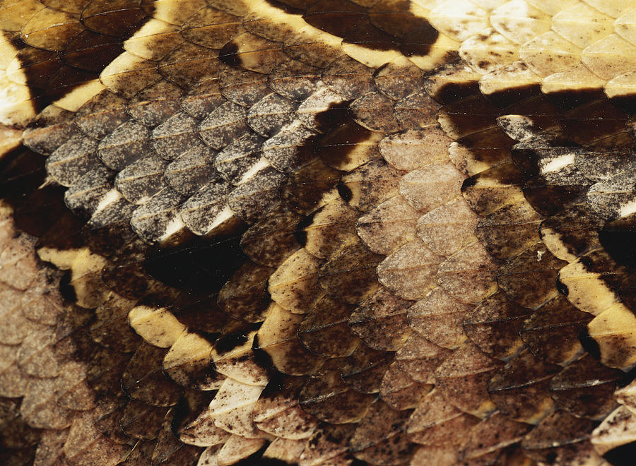 Gaboon Viper Scales Photograph by F. Stuart Westmorland