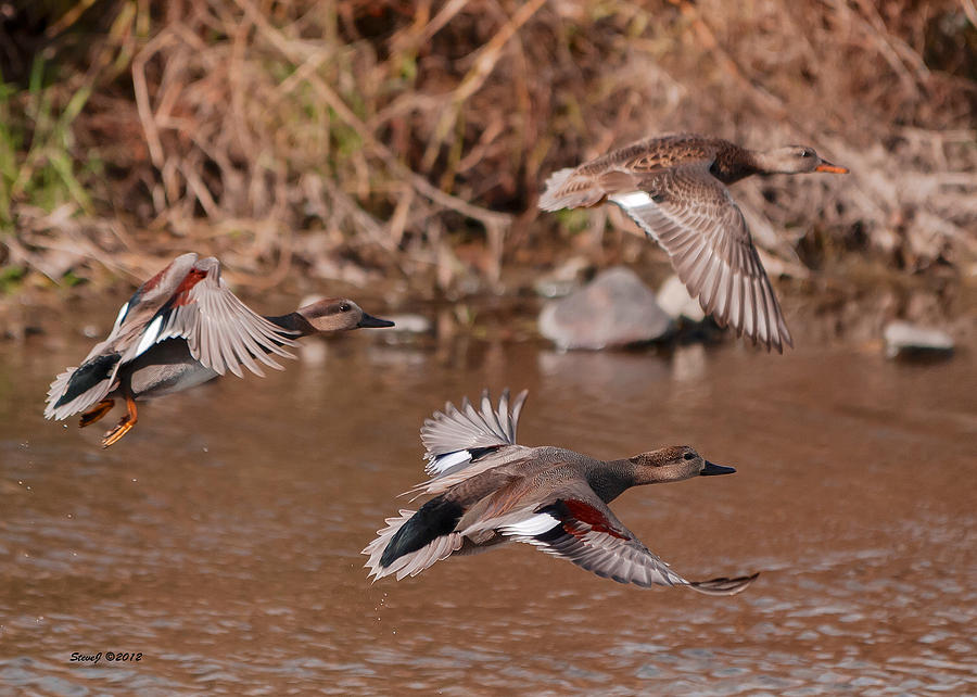 Gadwall Ducks on the South Platte Photograph by Stephen Johnson