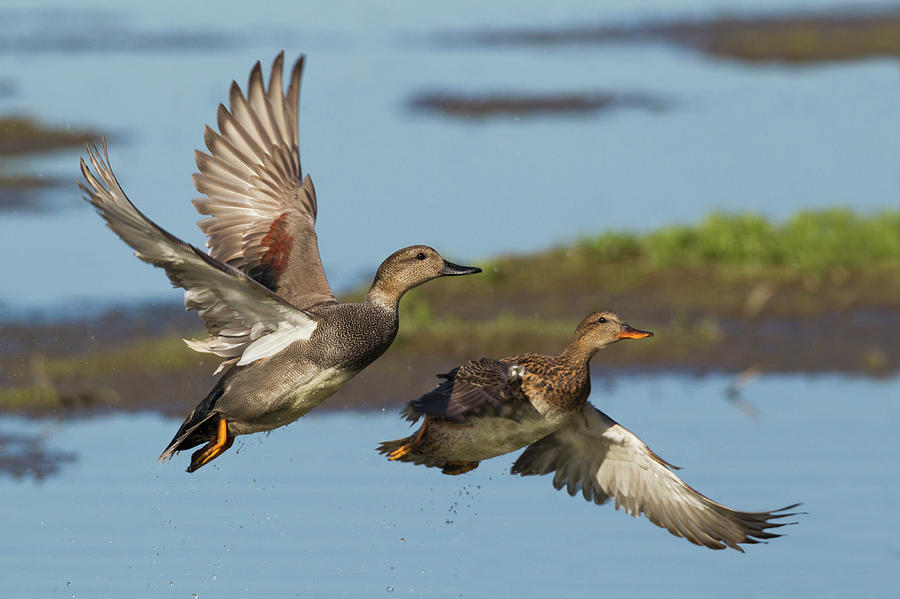 Gadwall Ducks Taking Flight Photograph By Ken Archer