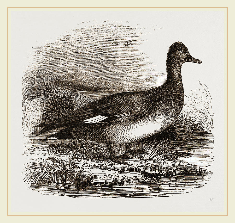 Gadwall Drawing by Litz Collection - Fine Art America