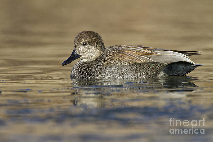 Gadwall on Icy Pond Photograph by Bryan Keil