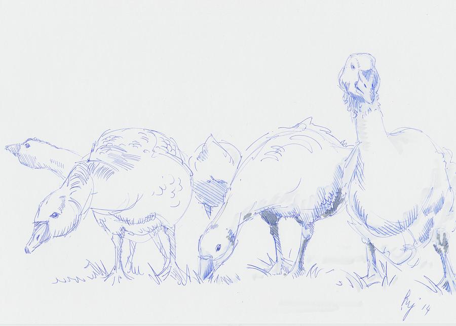 Gaggle of Geese Drawing by Mike Jory