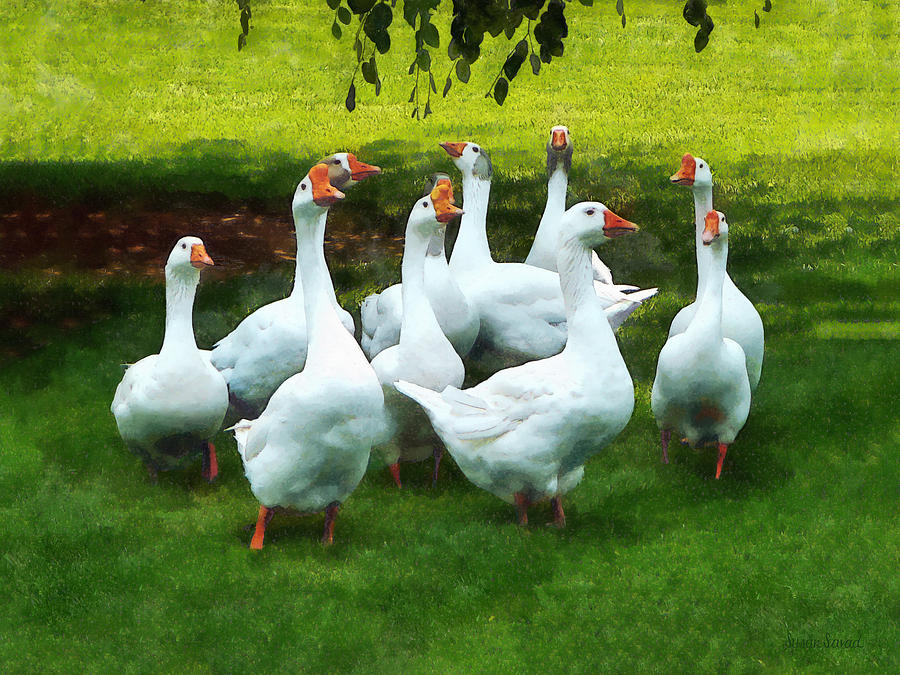 Gaggle of Geese Photograph by Susan Savad