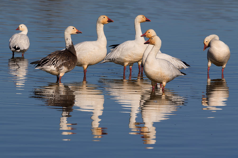 Gaggle of Snow Geese Reflected Photograph by Kathleen Bishop