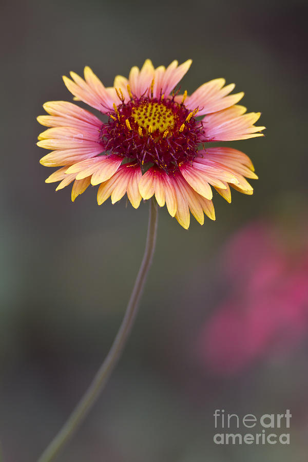 Gailardia bloom Photograph by Bryan Keil
