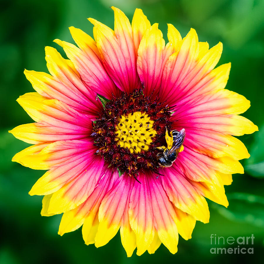 Jacksonville Photograph - Gaillardia and a Bee Jacksonville Arboretum and Gardens Florida by Dawna Moore Photography