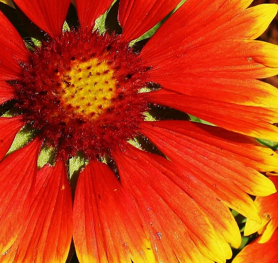 Gaillardia Photograph By Bruce Bley Fine Art America