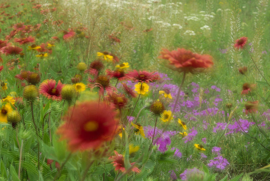 Gaillardia Coreopsis And Pointed Phlox Photograph by Tim Fitzharris