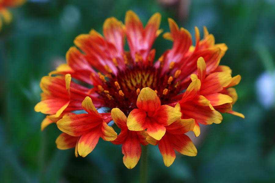 Gaillardia Flower Photograph by Keith Hawley