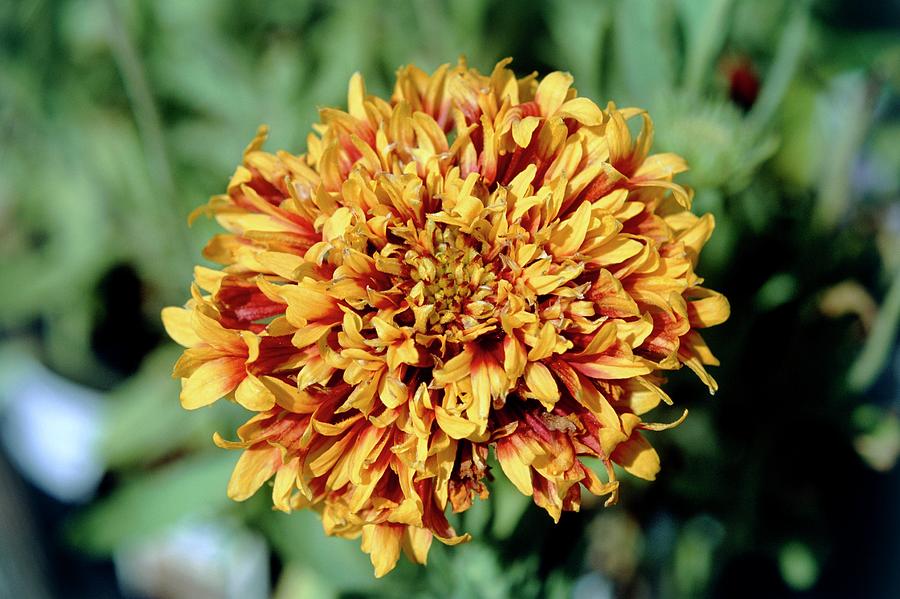 Gaillardia sundance 2024