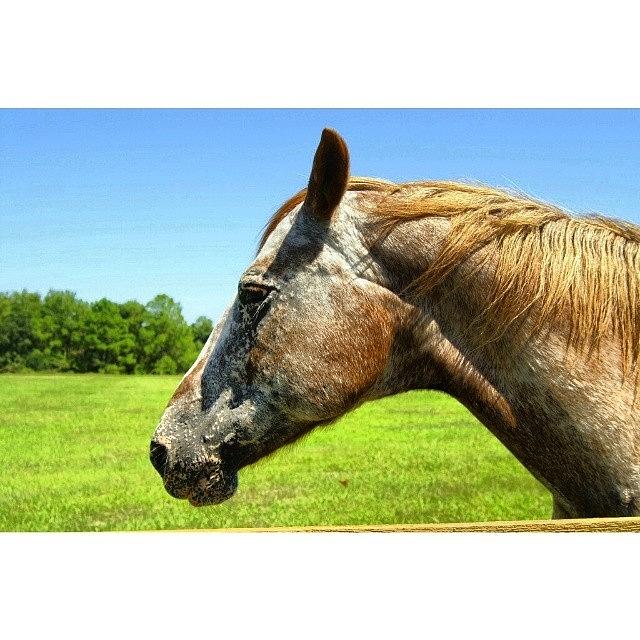 Gainesville Horse Rescue Farm Photograph by Pedro E Cruz