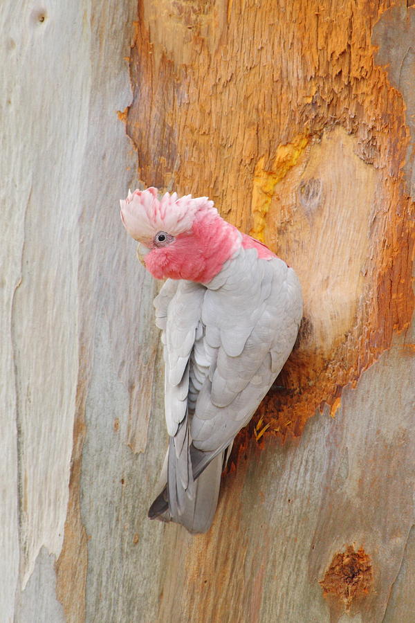 Galah 2AM-29701 Photograph by Andrew McInnes