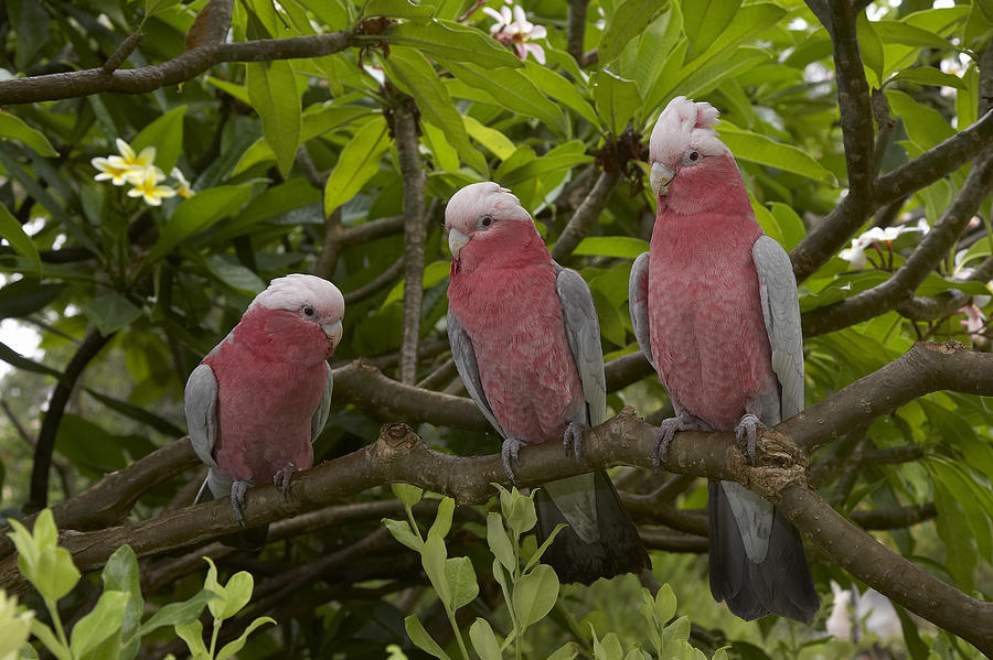 Galah Trio Perching In Tree Photograph by San Diego Zoo